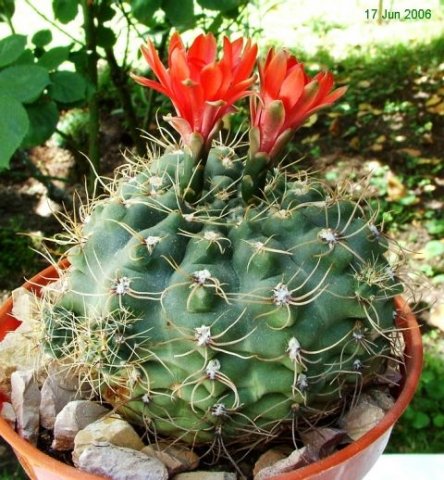 Gymnocalycium_ baldianum _01